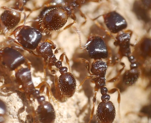 Pavement Ant (Tetramorium caespitum), photograph