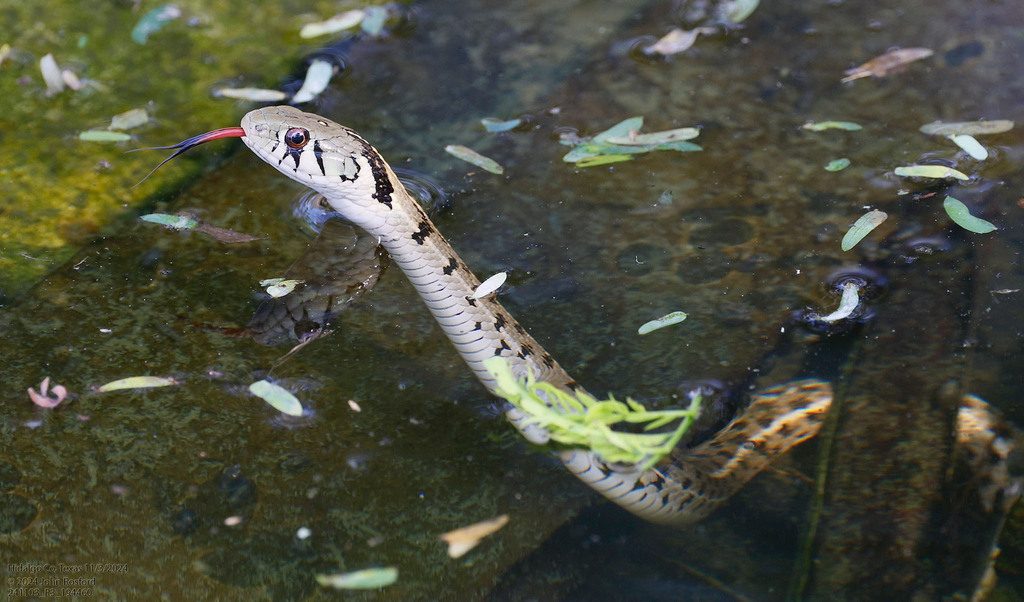 Checkered Garter Snake (Thamnophis marcianus), photographed in the wild