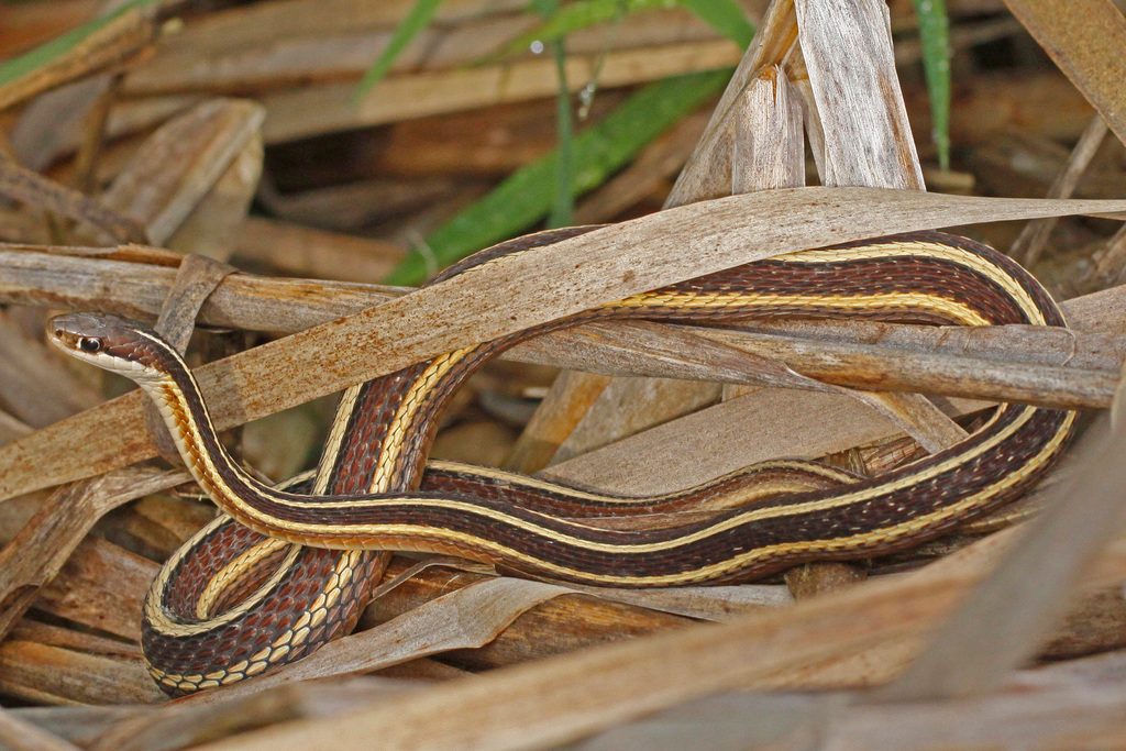 Ribbon Snake (Thamnophis saurita), photographed in the wild
