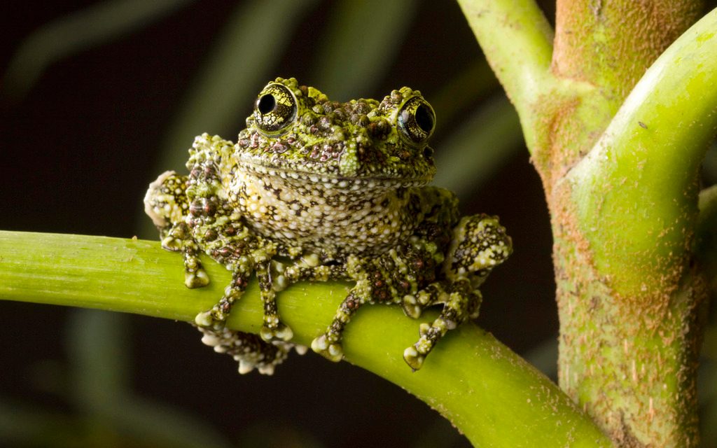 Vietnamese Mossy Frog (Theloderma corticale), photographed in the wild