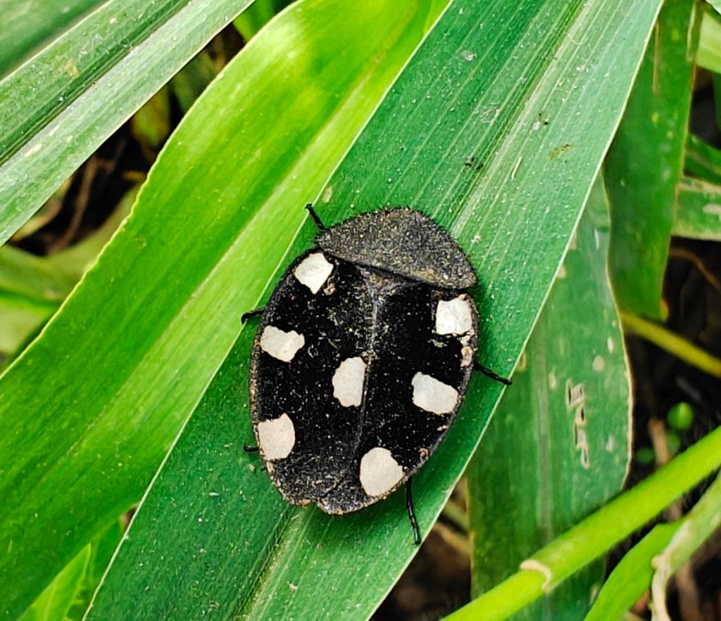 Domino roach (seven-spot) (Therea petiveriana), photographed in the wild