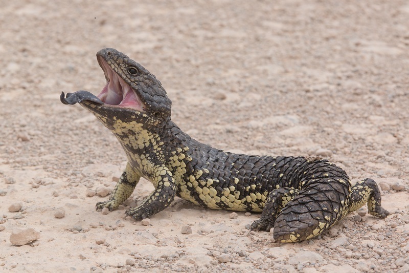 Shingleback Skink (Tiliqua rugosa), photographed in the wild