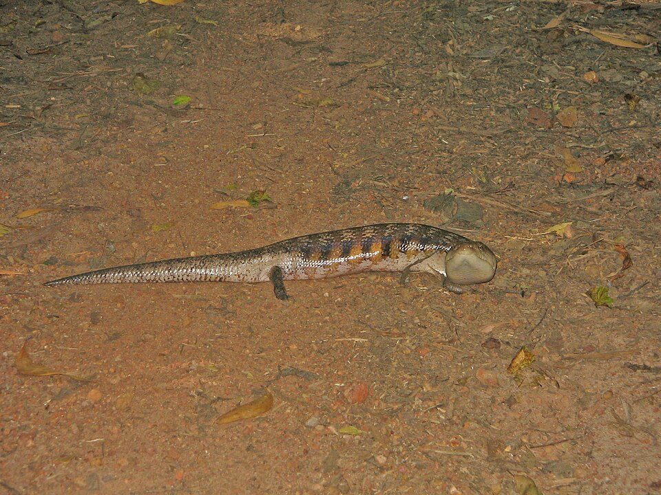 Northern Blue-tongued Skink (Tiliqua scincoides intermedia), photograph