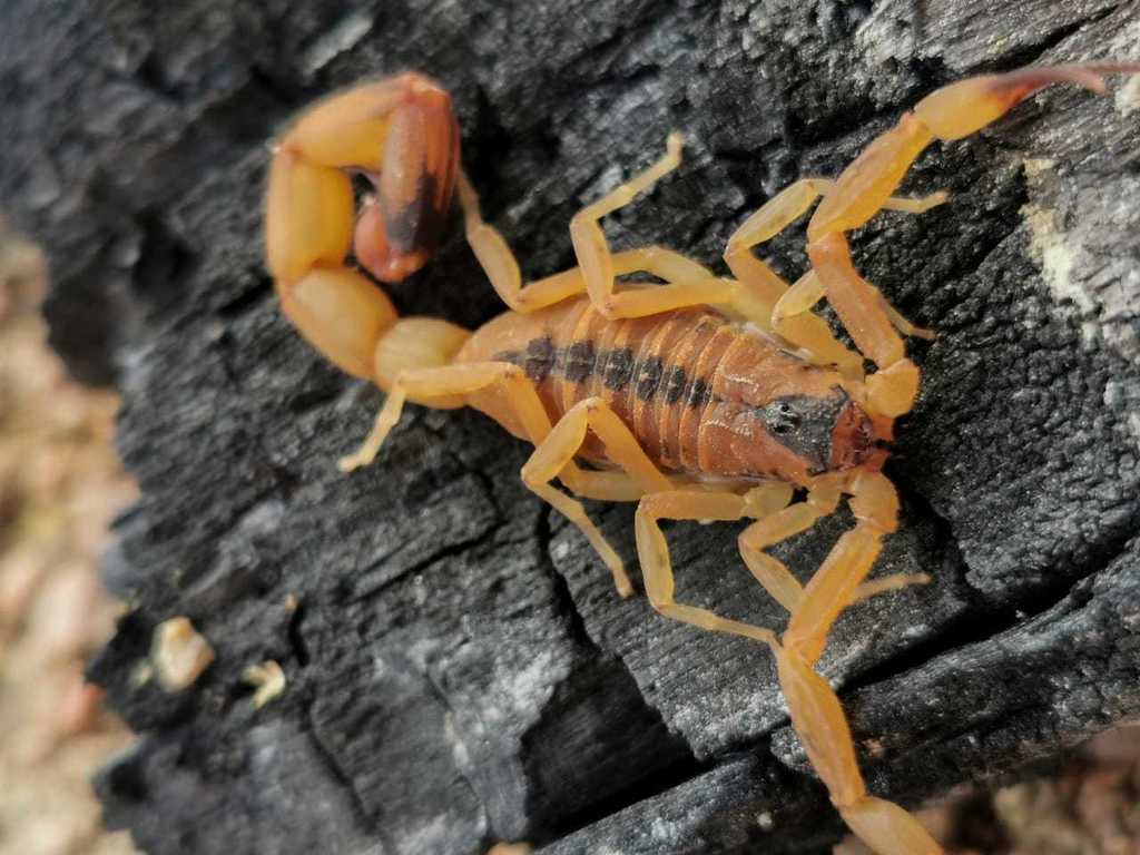 Brazilian yellow / stigmurus scorpion (Tityus stigmurus), photographed in the wild