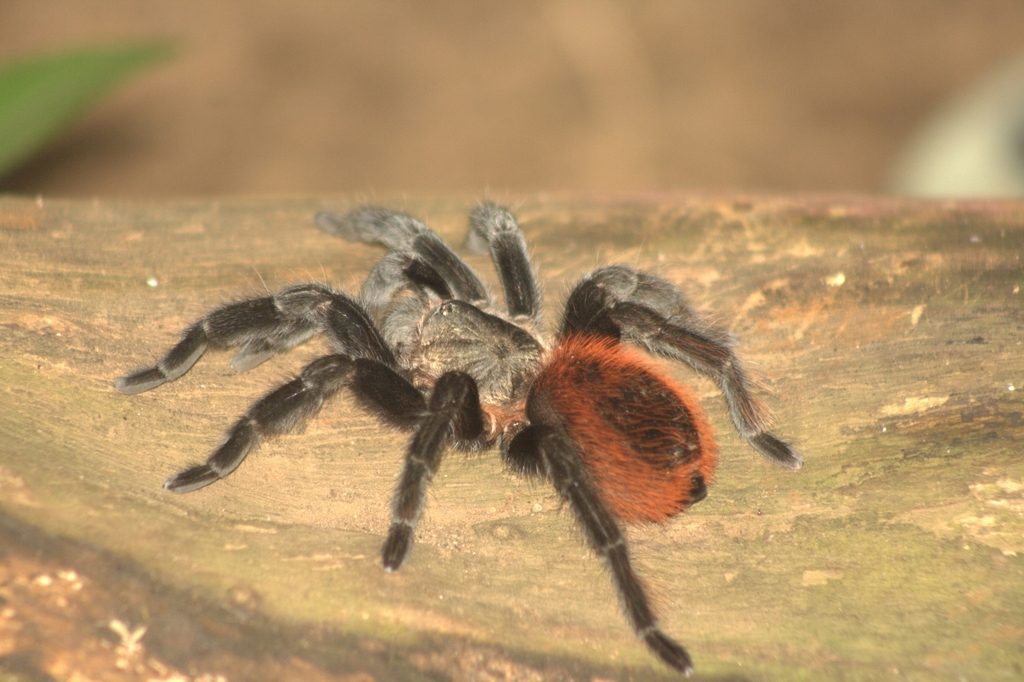 Kahlenberg's Red Rump (Tliltocatl kahlenbergi), photographed in the wild