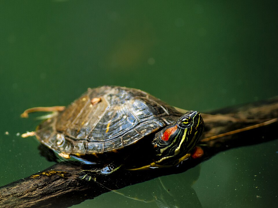 Red-eared Slider (Trachemys scripta elegans), photograph