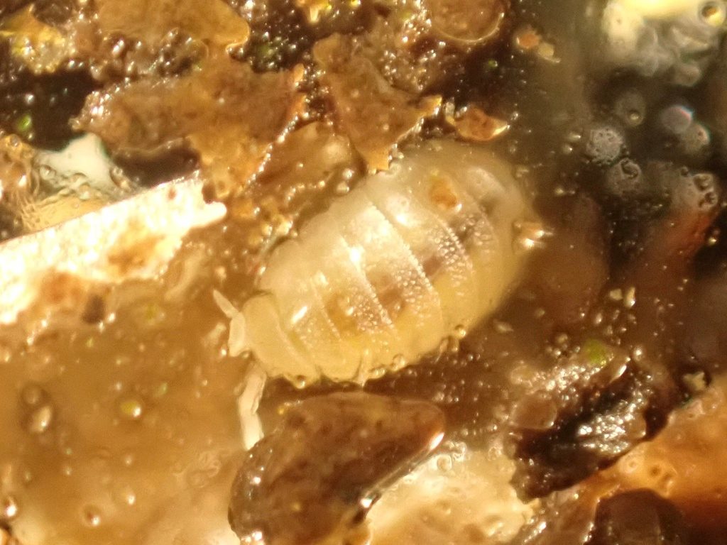 Dwarf White Isopod (Trichorhina tomentosa), photographed in the wild