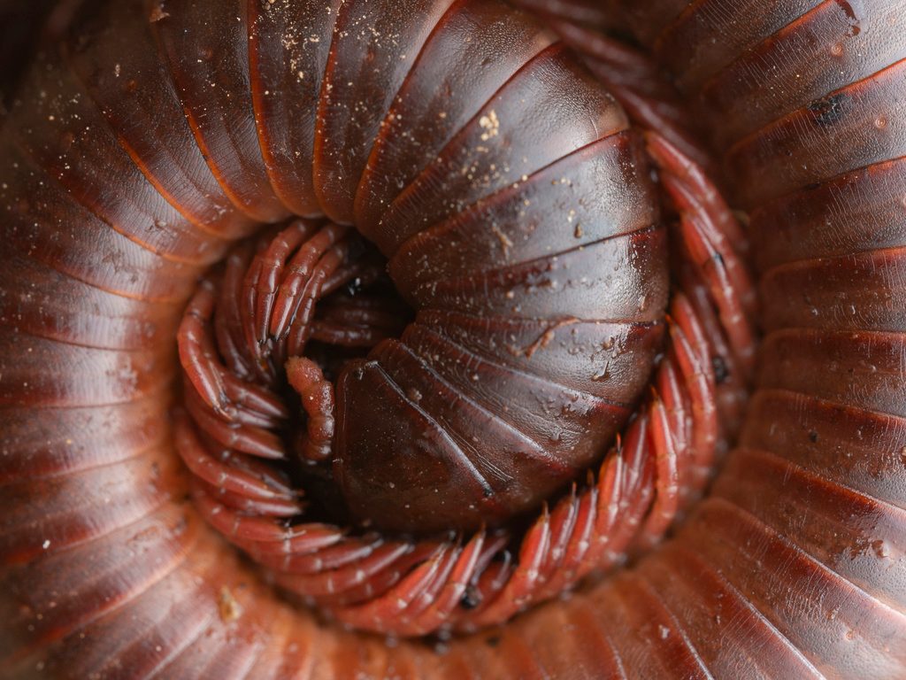 Rusty / Scarlet Asian Millipede (Trigoniulus corallinus), photographed in the wild