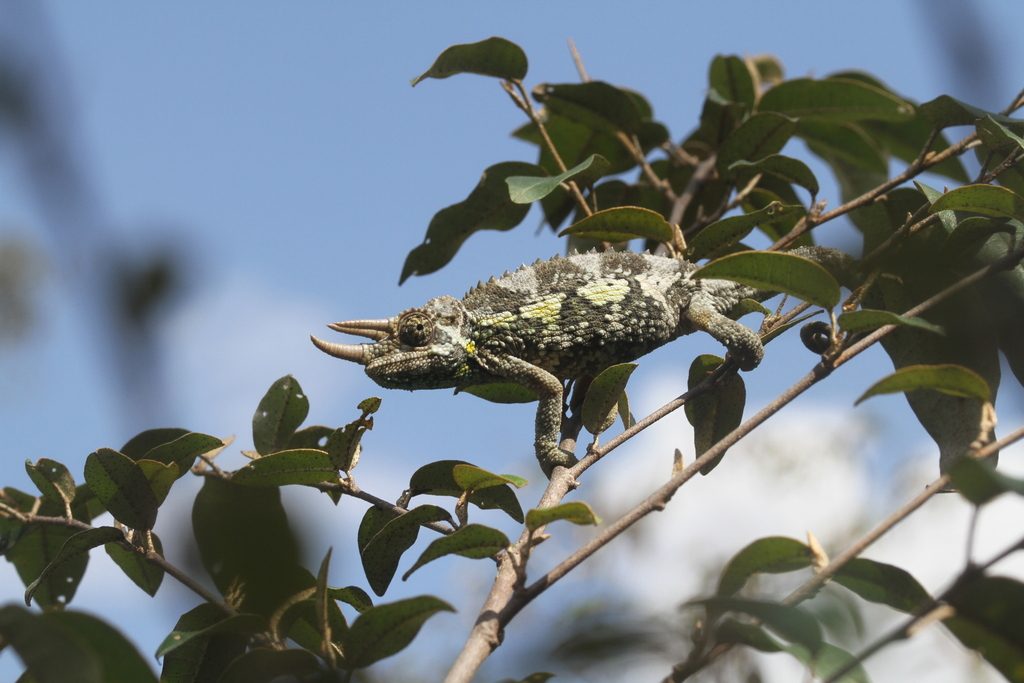 Jackson's chameleon (Trioceros jacksonii), photographed in the wild