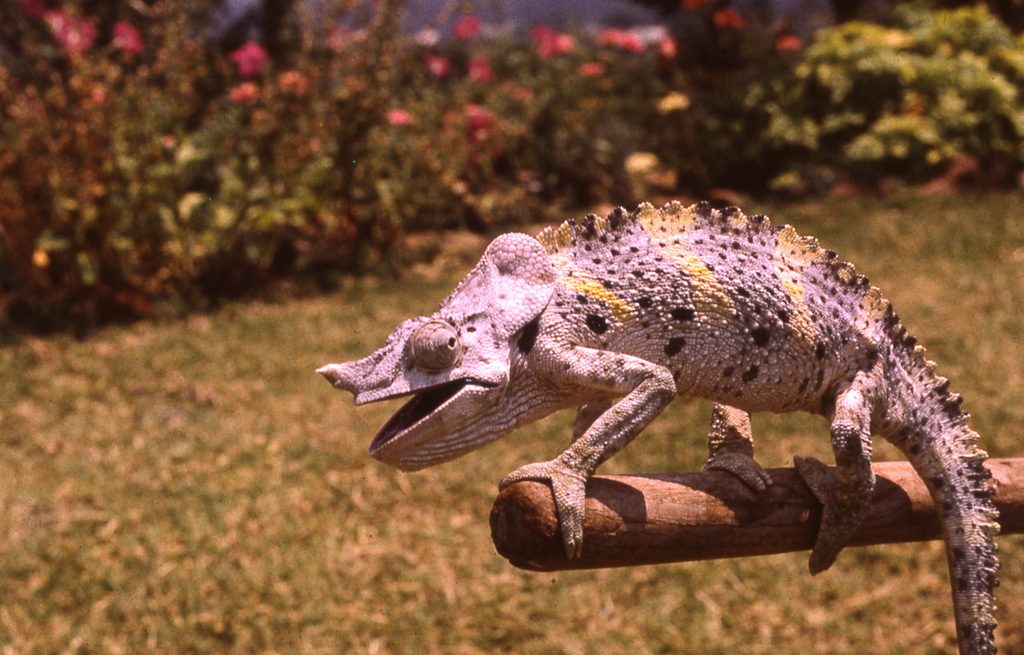Meller's Chameleon (Trioceros melleri), photographed in the wild