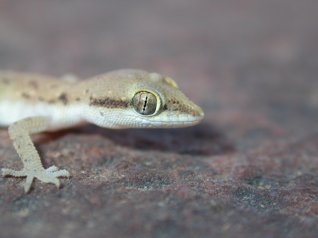 Tripoli (Tropiocolotes tripolitanus), photographed in the wild