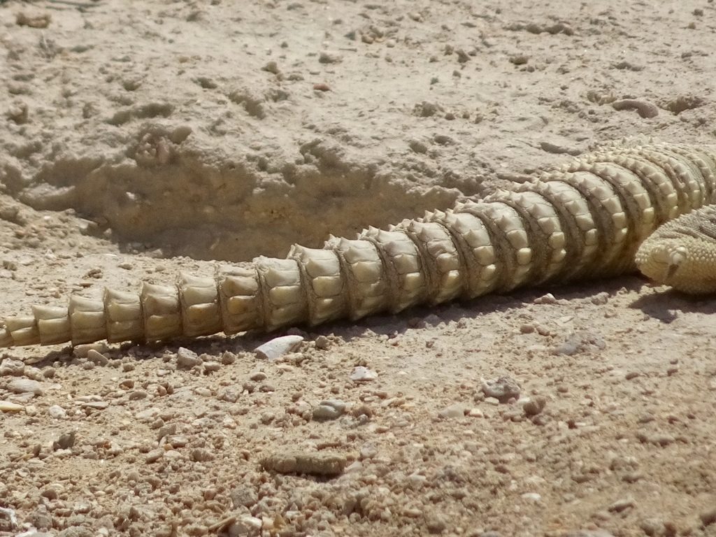 Uromastyx (Uromastyx aegyptia), photographed in the wild