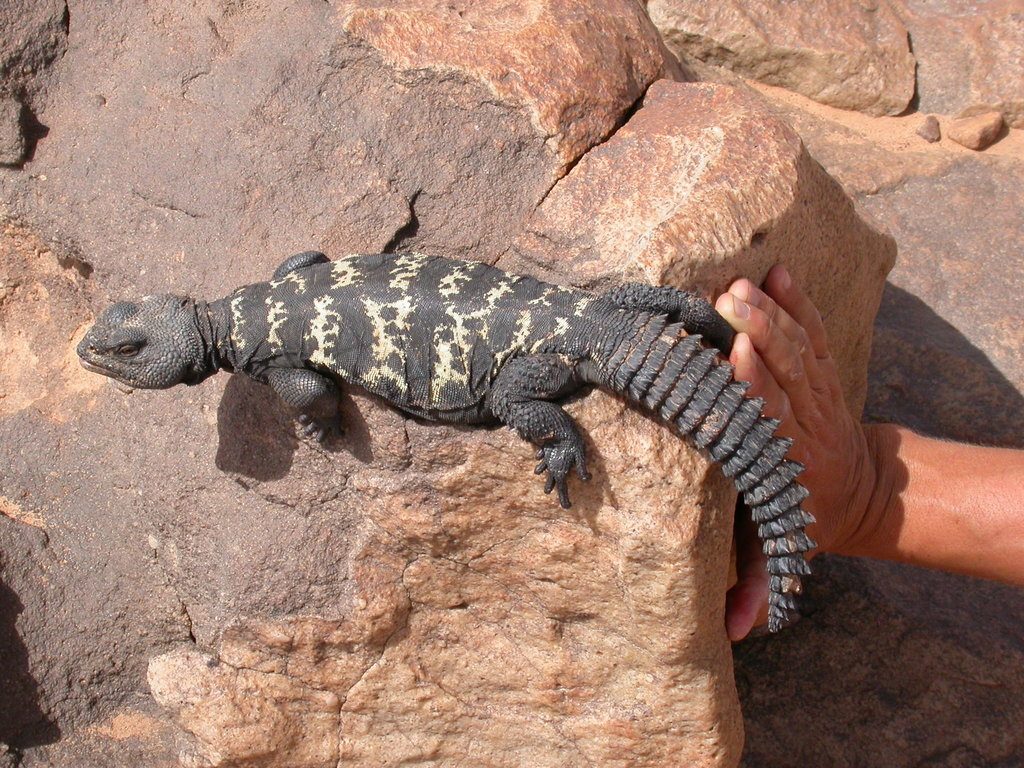 Uromastyx (Uromastyx dispar), photographed in the wild