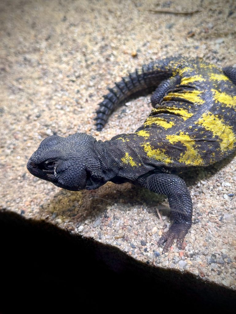Uromastyx (Uromastyx dispar), photograph