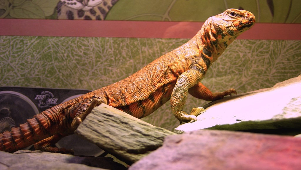 Uromastyx (Uromastyx geyri), photographed in the wild