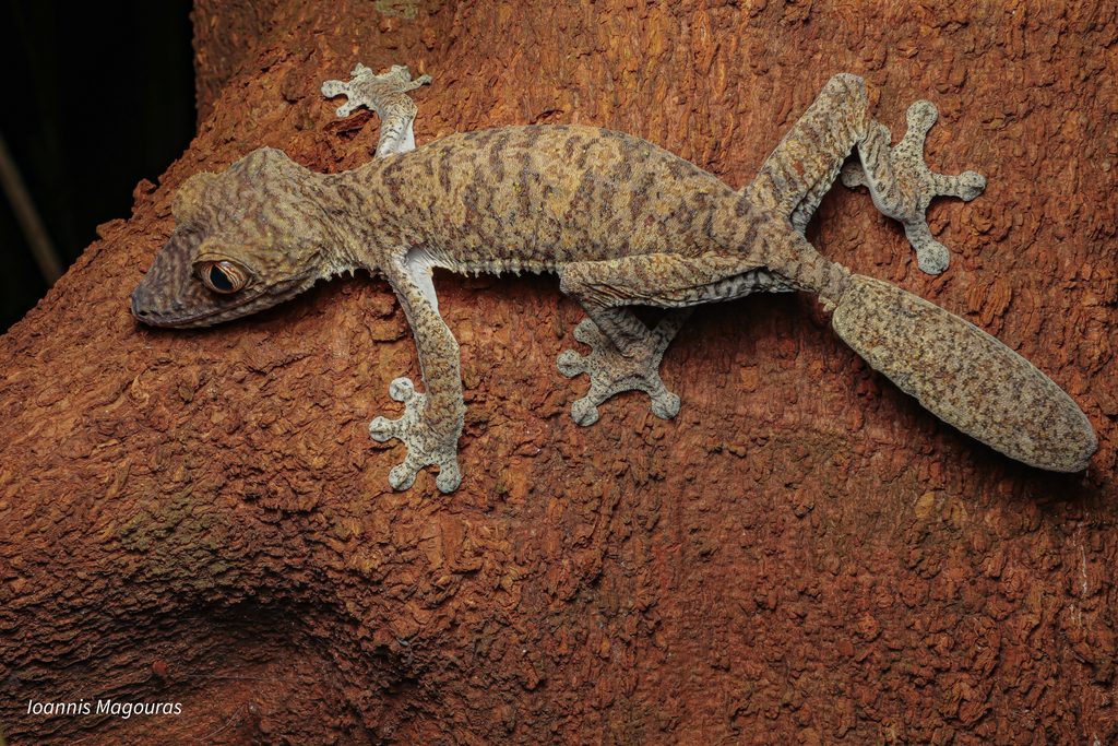 Leaf-tailed Gecko (Uroplatus fimbriatus), photograph