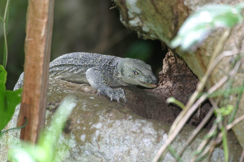 Mangrove (Varanus indicus), photograph
