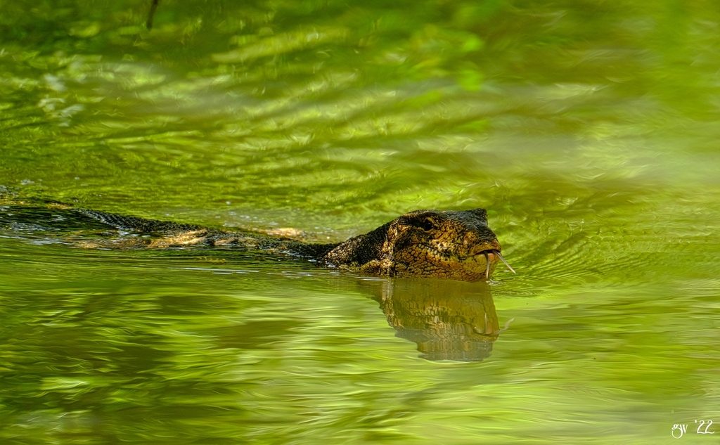 Photograph of Sumbawa (Varanus salvator bivittatus)