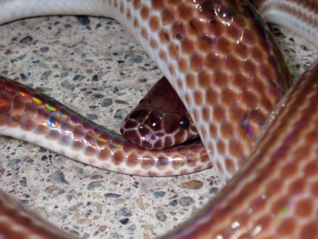 Sunbeam Snake (Xenopeltis unicolor), photograph